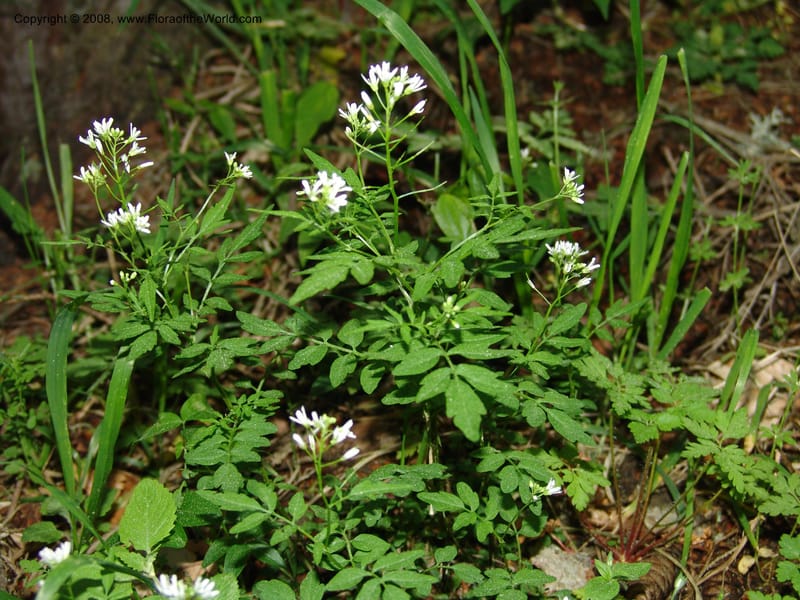 Cardamine pectinata--Georgia. Bakuriani Botanical Garden. Forest. 7 Jun 05. 058.jpg