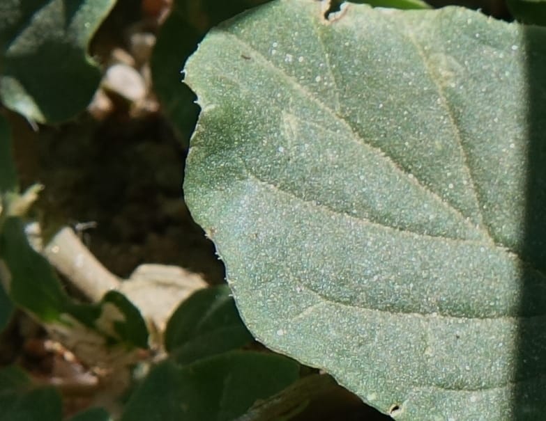 Boerhavia diffusa var. leiocarpa, Fortunato 13150--Argentina. S. of San Augustin. Las Bretes. 8 Feb 2018. DSC09370 (229).JPG
