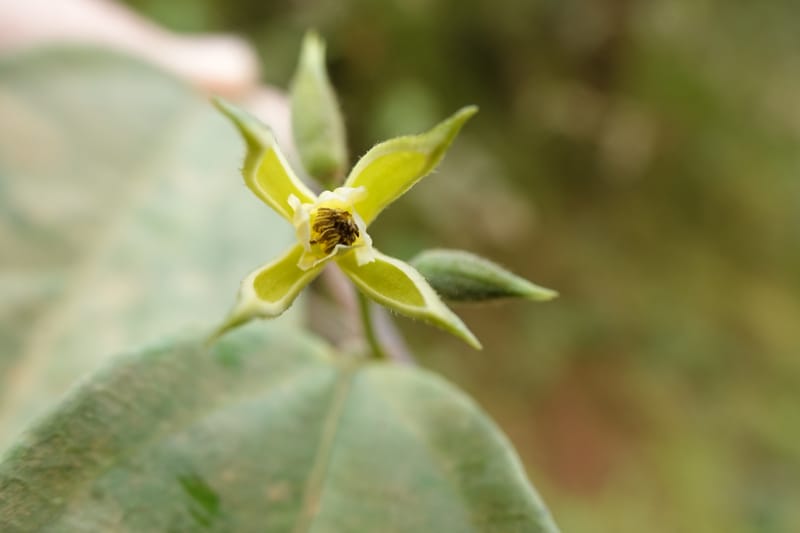 Grewia, C. Davidson 14070--Gabon. Maurel and Prom Rd. 24 Oct 2019. DSC02146 (45).JPG
