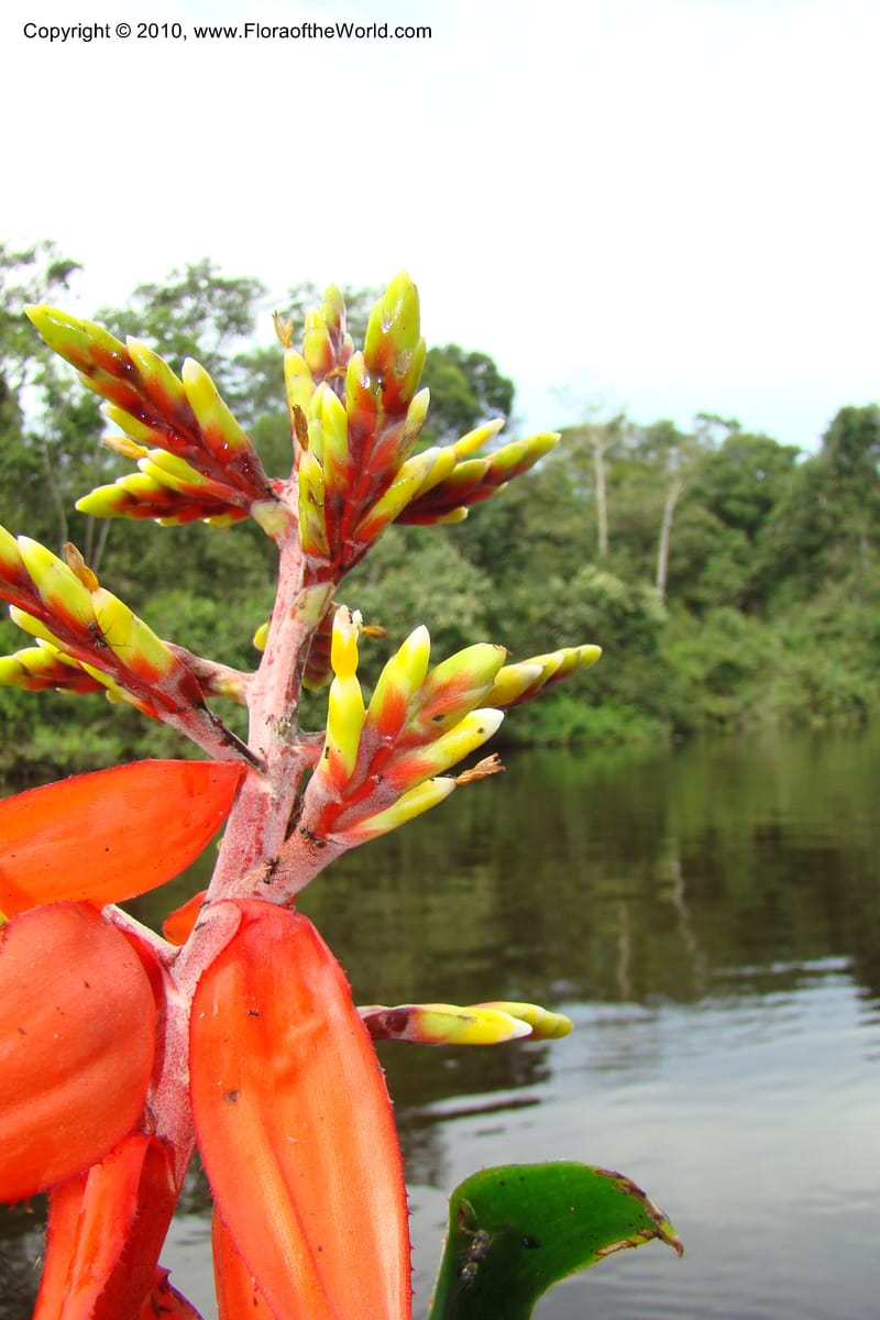 Aechmea, RVasquez34772--Peru. Loreto. Dist. Nauta. Qbda Nawapa, Rio Tigre. 11 Nov 08. 571.jpg