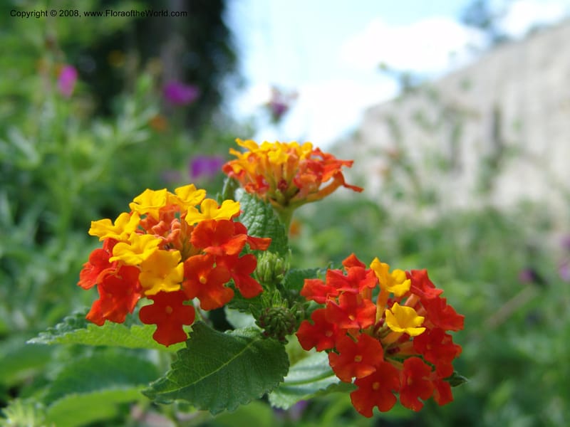 Lantana urticoides--TX. Johnson Wildflower Center. 13 Jun 04. 001.jpg