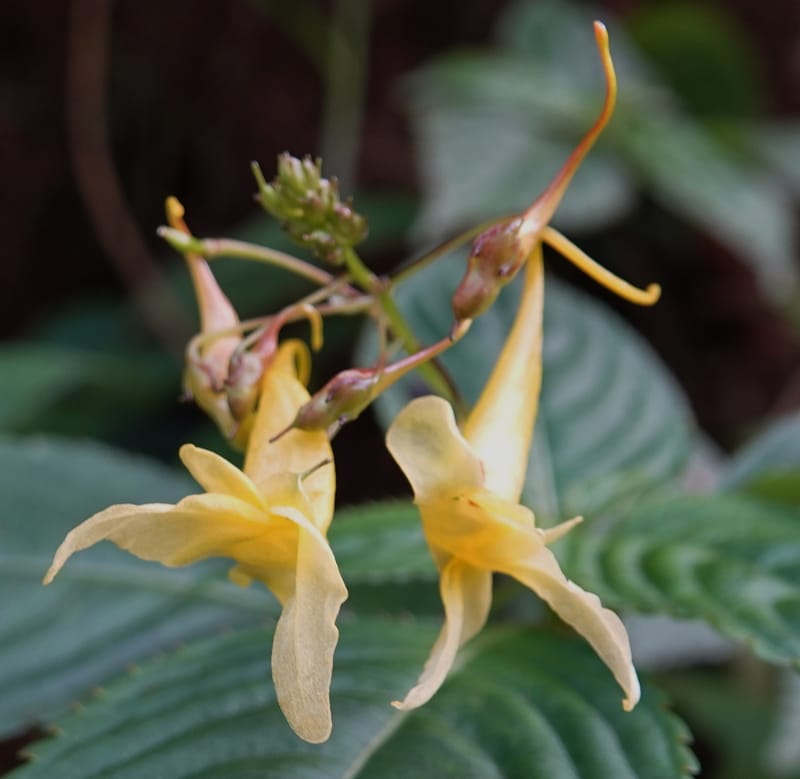 Impatiens ruiliensis, D. Boufford 44100--China. Yunnan. Lao jun Shan. 30 Apr 2018. DSC00424 (609).JPG
