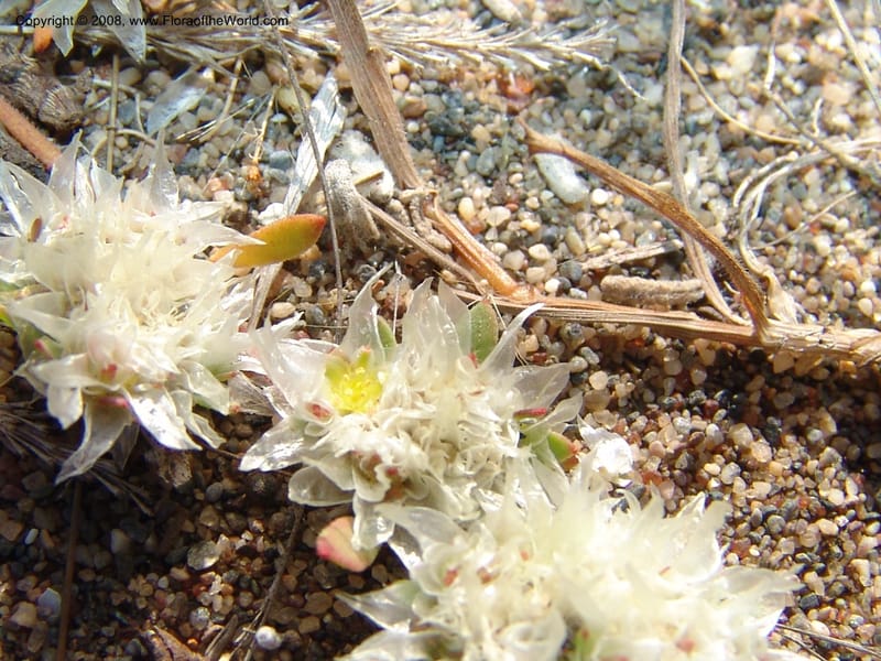 Paronychia argentea--Spain. Prov. Almeria. Cabo de Gata.  Wildfl. Center. 23 Apr 05. 016.jpg