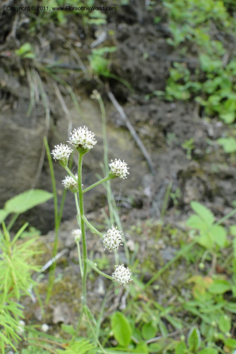 Antennaria racemosa, Davidson, C 11890--Idaho. Adams Co. Fish Lake Rd. 10 July 2011. 179.jpg