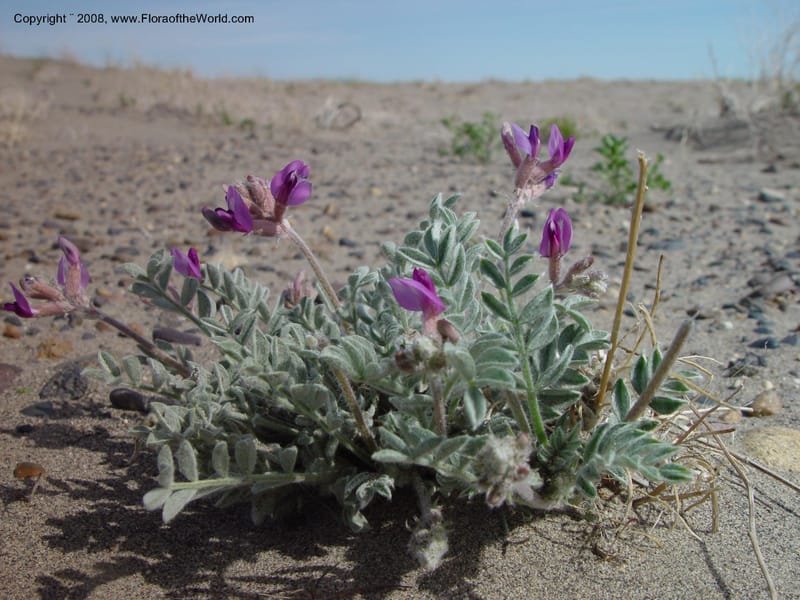 Astragalus purshii--ID. Owyhee Co. Bruneau Dunes St. Park. 20 Apr 03. 013.jpg