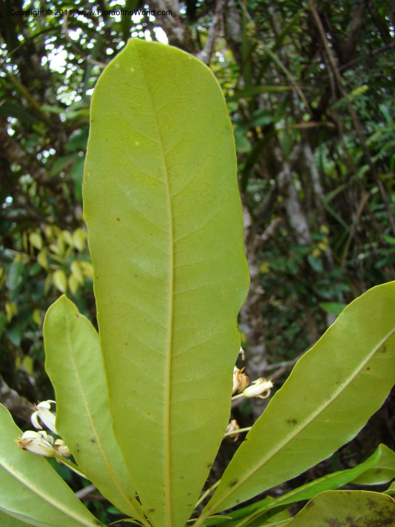 Pittosporum, Gemmill, C 631--New Caledonia,  Dzumac, 20 Nov 2007, 989 (9).jpg