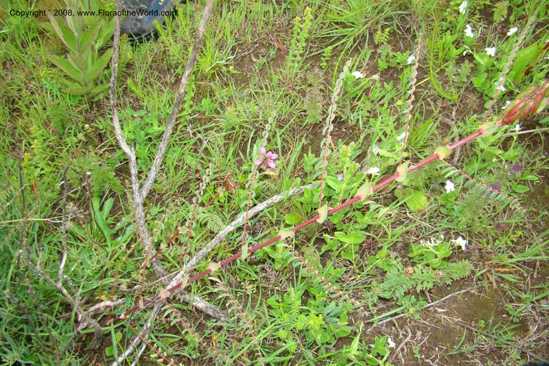 Astragalus atropilosulus ssp. burkeanus, WKindeketa3042--Tanz. Makete Distr. Kitulo Nat. Pk. 25 Jan 08. 232.jpg