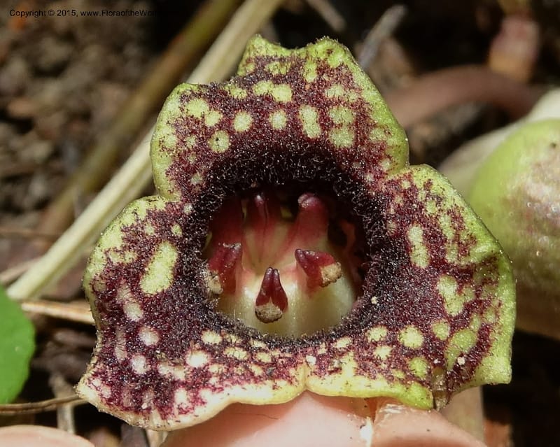 Asarum minus, Davidson, C 13010--Tennessee. Greene Co. Paint Rock, Paint Cr. 15 May 2016 (32).JPG