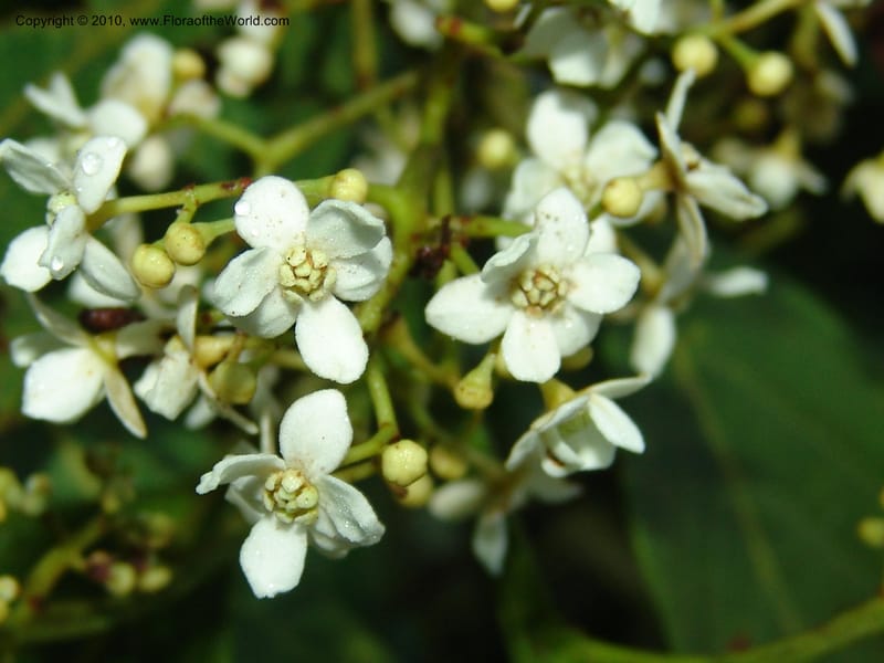 Nectandra, Croat 95965--Ecuador. Edo. Pichincha. Bosque Nublado Sta. Lucia. 14 Mar 06. 005 (3).jpg