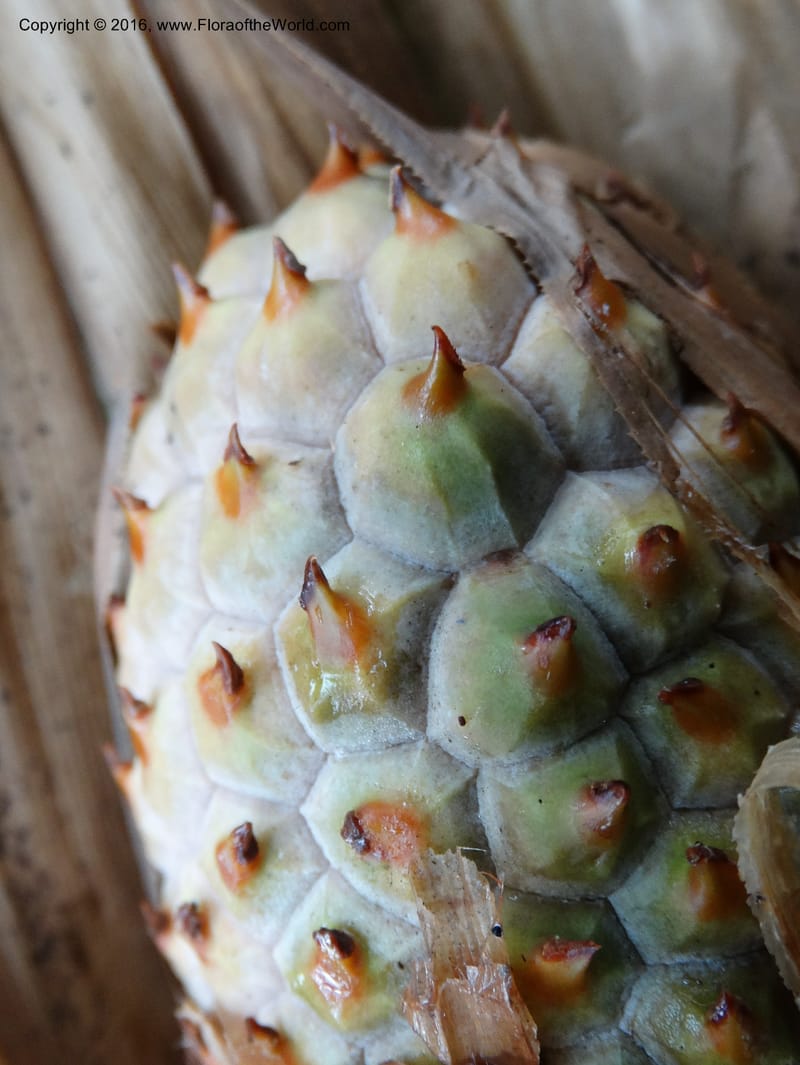 Pandanus occultus, Callmander, M 1184--Sabah. G. Silam. 1 Oct 2014. DSC00937 (36).JPG