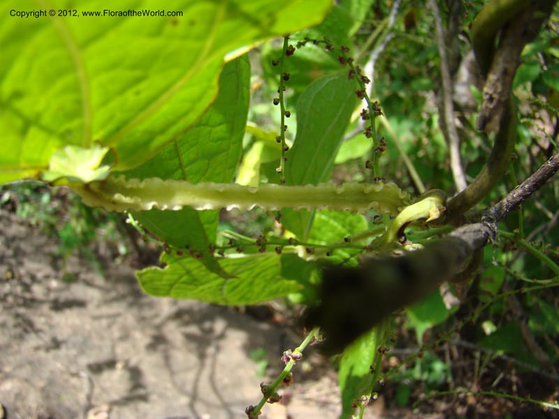 Dioscorea, N. Martinez M. 2431--MX. Chiapas. Jiquipilas. Cerro el Campanario. 14 Sep 08. 193 (9).jpg