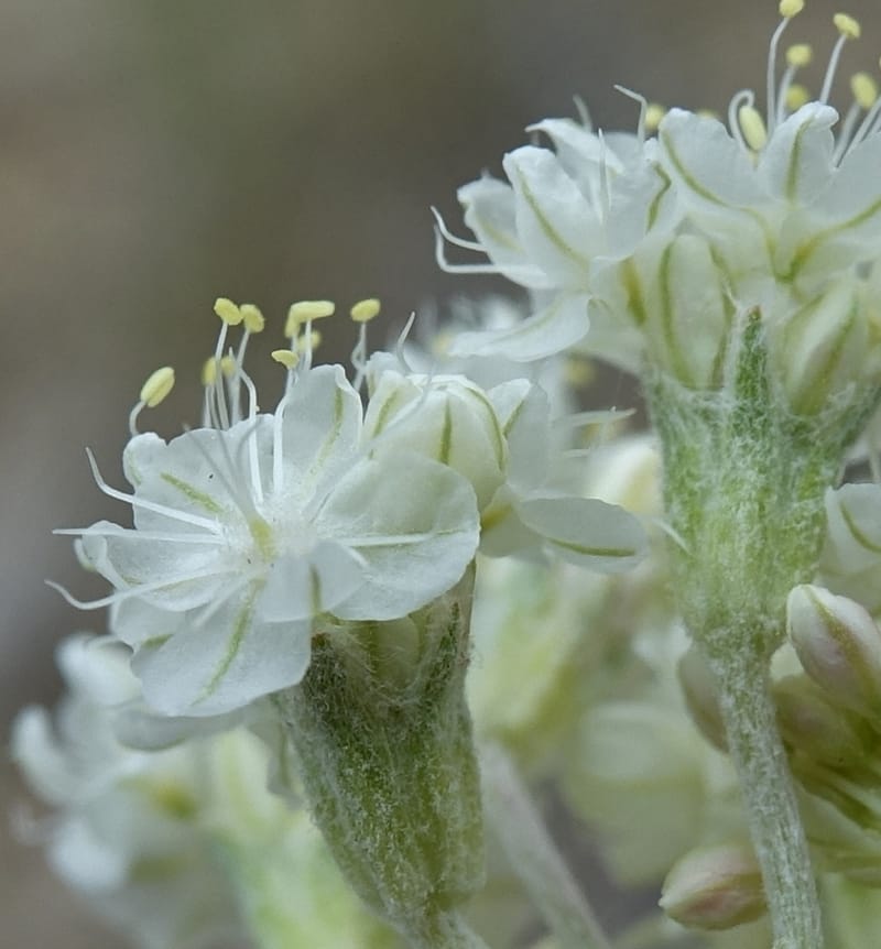 Eriogonum strictum subsp. proliferum, C. Davidson 13 587--ID. Boise Co. Scott Mtn. L.O. Rd. 25 May 2017. DSC00708. JPG (356).JPG