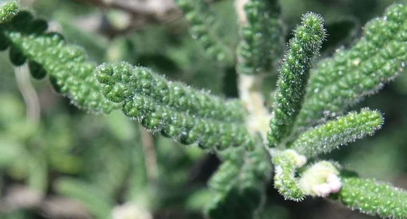 Aloysia castellanosii, Fortunato 13147--Argentina. Hwy 150, S of Ischigualasto. 7 Feb 2018. DSC09263 (77).JPG