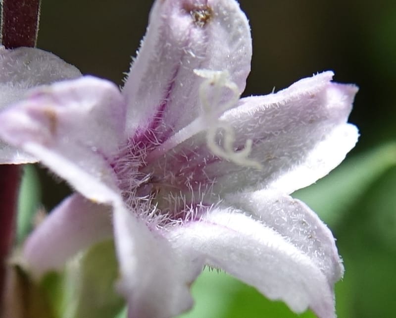 Leptodermis pilosa var. pilosa, C. Davidson 13764--China. Sichuan. Yibailingba-gou. 12 Aug 2017. DSC04660 (268).JPG