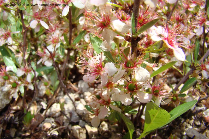 Prunus americanus, C. Davidson 11461--ID. Valley Co. Warm Lake. 16 June 2009. 043.jpg