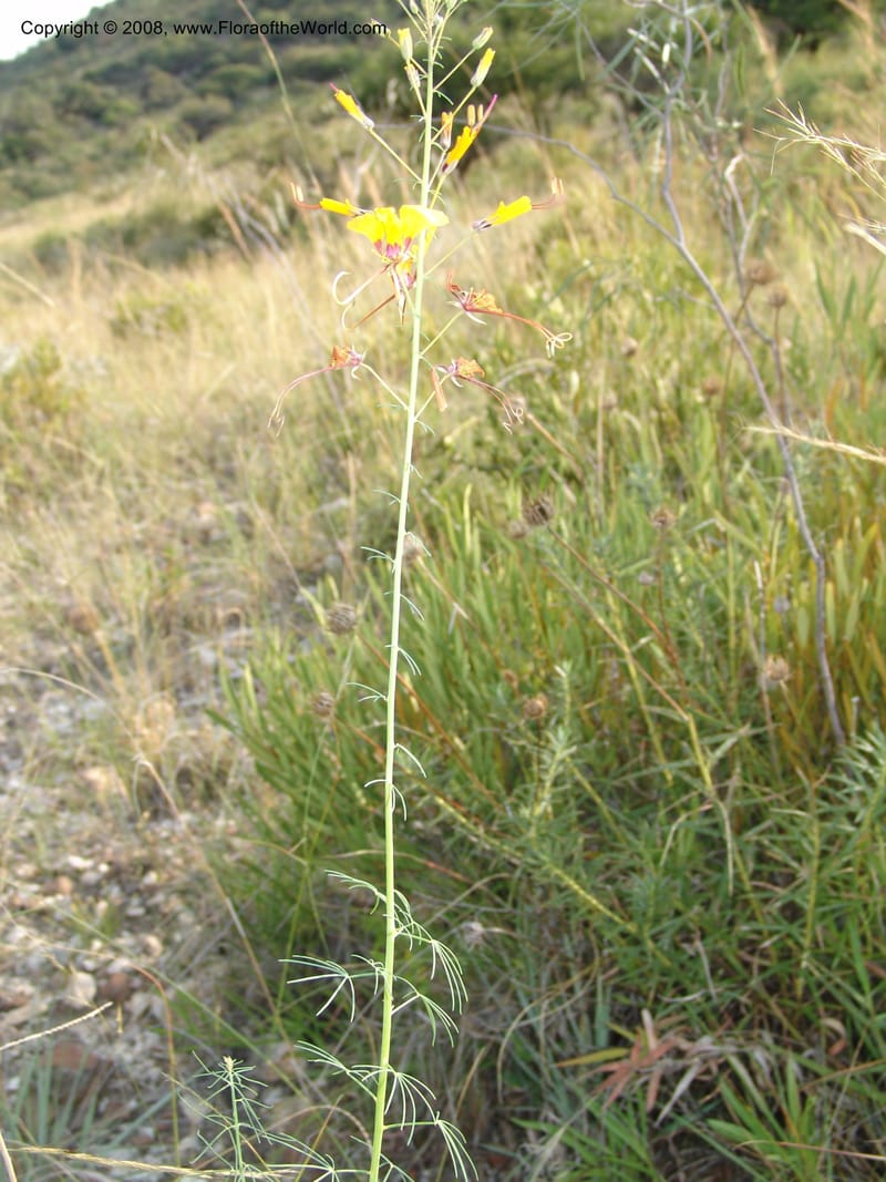 Cleome angustifolia--So.Africa. Mpumal. R577 N of Lydenburg. 16 Mch 05. 146.jpg