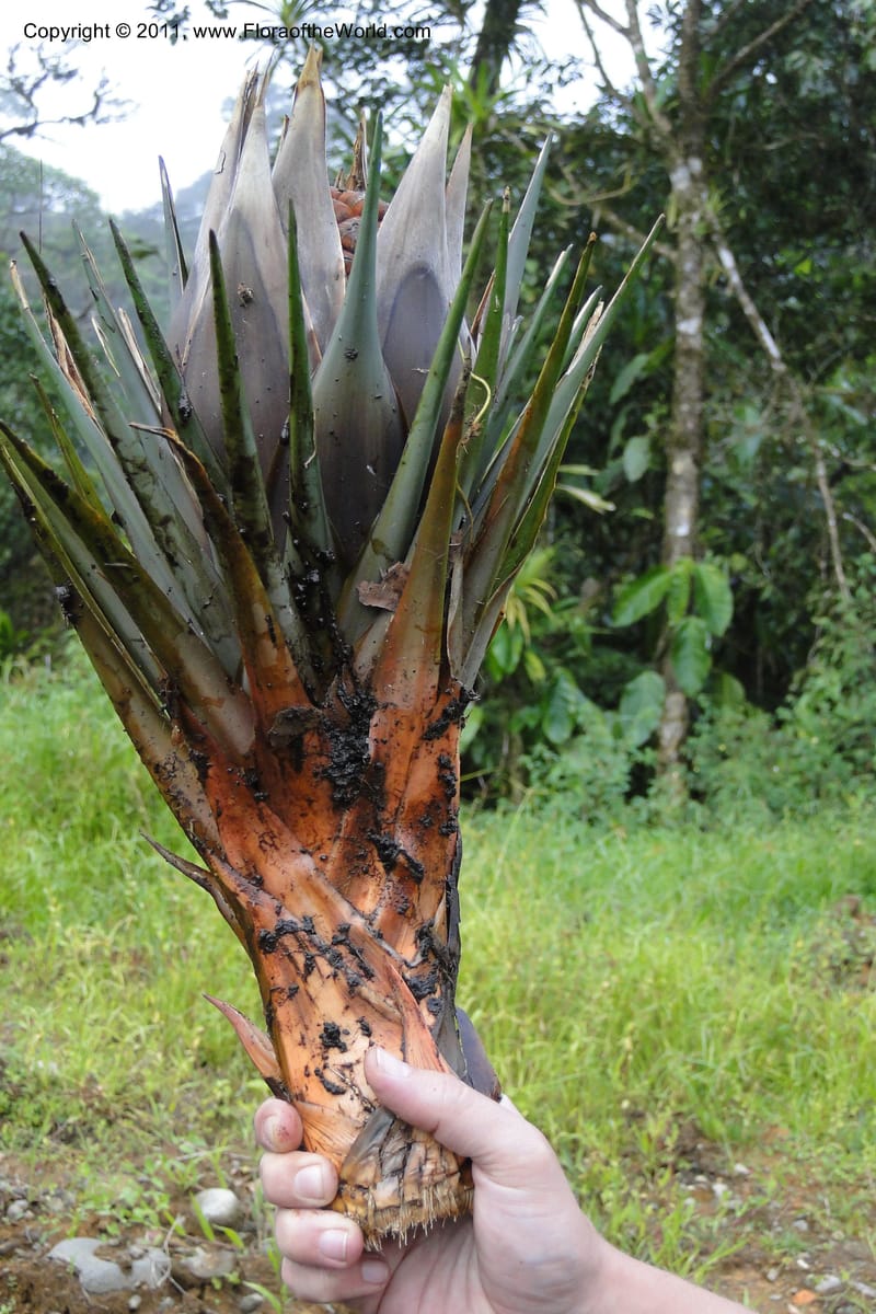 Pandanus joskei, M. Callmander 963--Fiji. Area of Monasavu Dam I. 9 Feb 2011. 490 (60).jpg