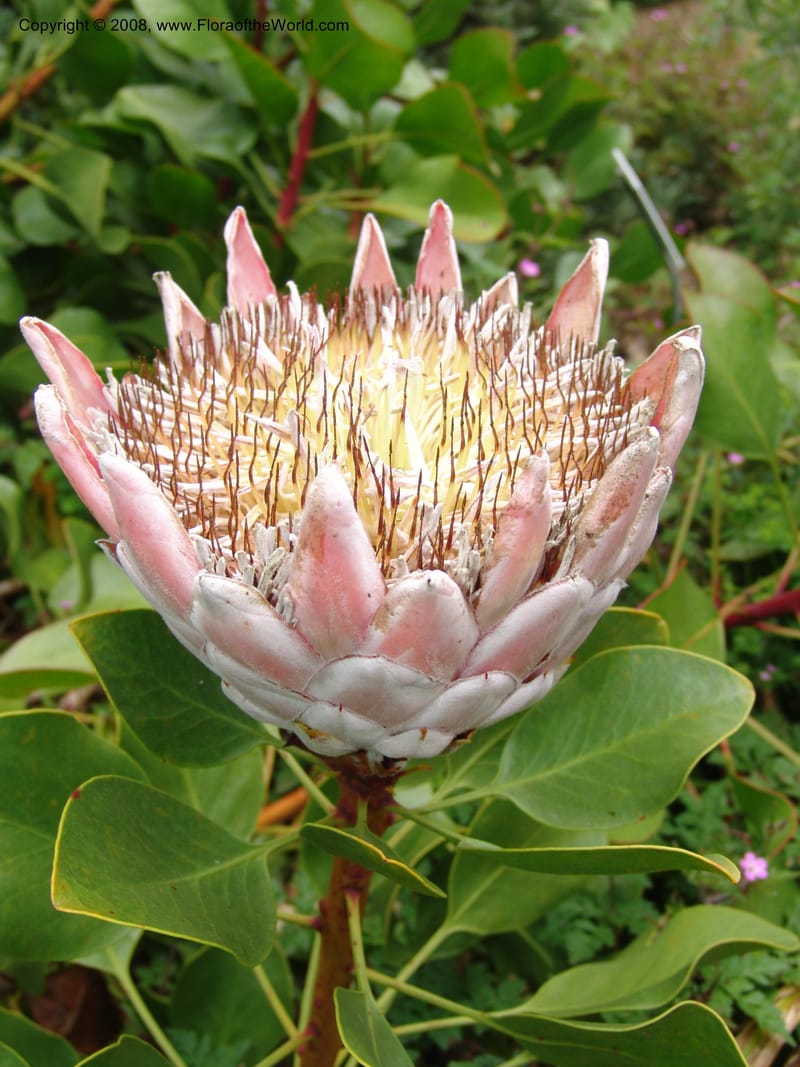 Protea cynaroides--CA. San Francisco Arbor. 3 Jul 07. 190.jpg