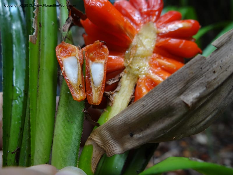 Pandanus platystigma, Callmander 1001--Sarawak.. Bot. Res. Center, Semengoh. 26 Mar 2012. DSC05403 (32).JPG