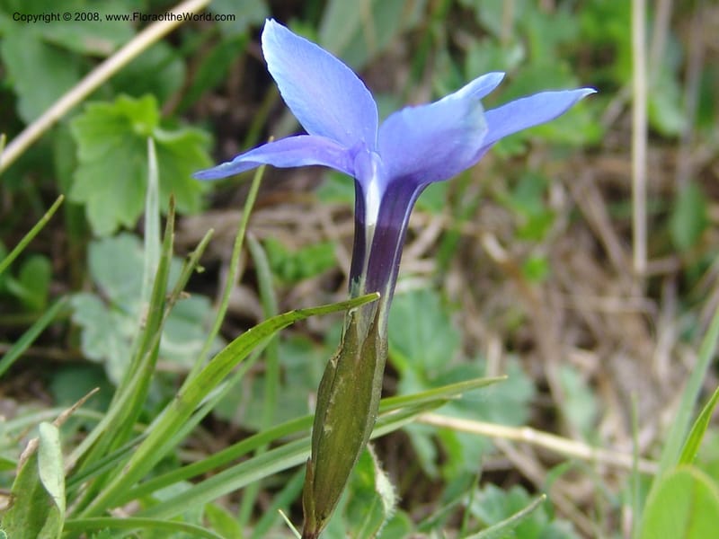 Gentiana angulosa--Georgia. Kazbeki . Trail-road to Sameba Church. 2 Jun 05. 481.jpg