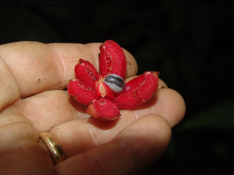 Tovomita, Croat 94484--Ecuador. Prov. Pichincha. Res. Guaycuyacu. 11 Feb 05.  195.jpg