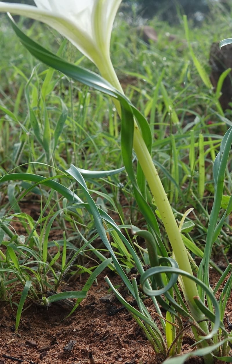Pancratium tenuifolium, L. Nanyeni 1257--Namibia. Hwy D1471, S of Eningu Farm. 28 Mar 2018. DSC03969 (10).JPG