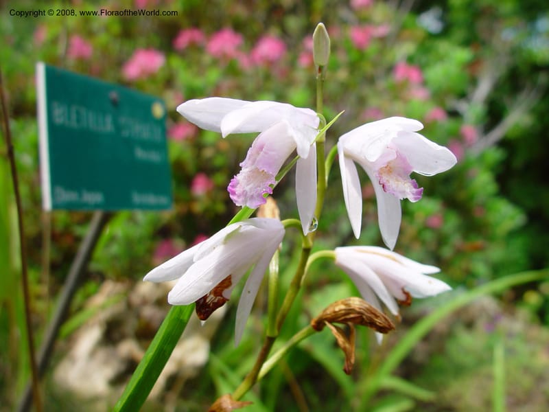 Bletilla striata--France. Paris. Jardin des Plantes. 30 May 03. 020.jpg
