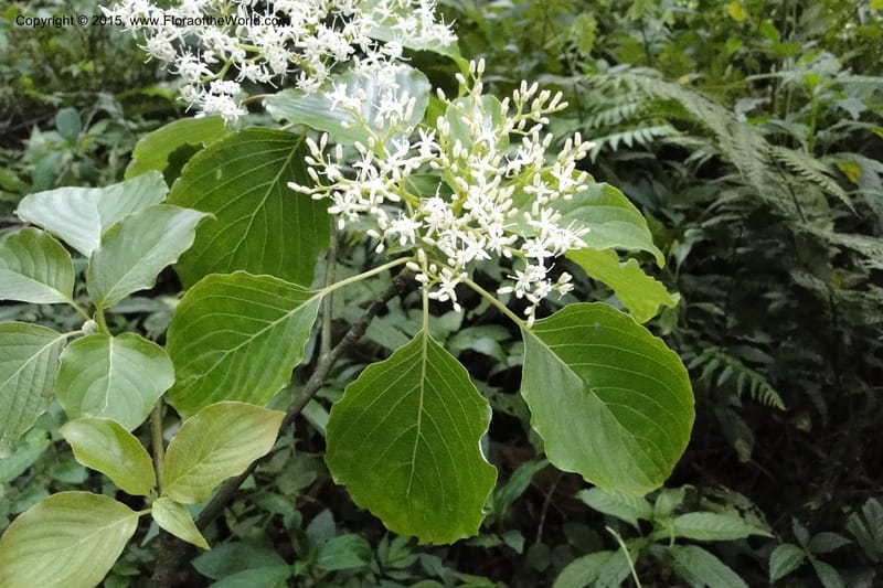 Cornus, Regalado 1829--Viet Nam. O-Quy-Ho Commune. 6 May 2011. 116 (13).jpg