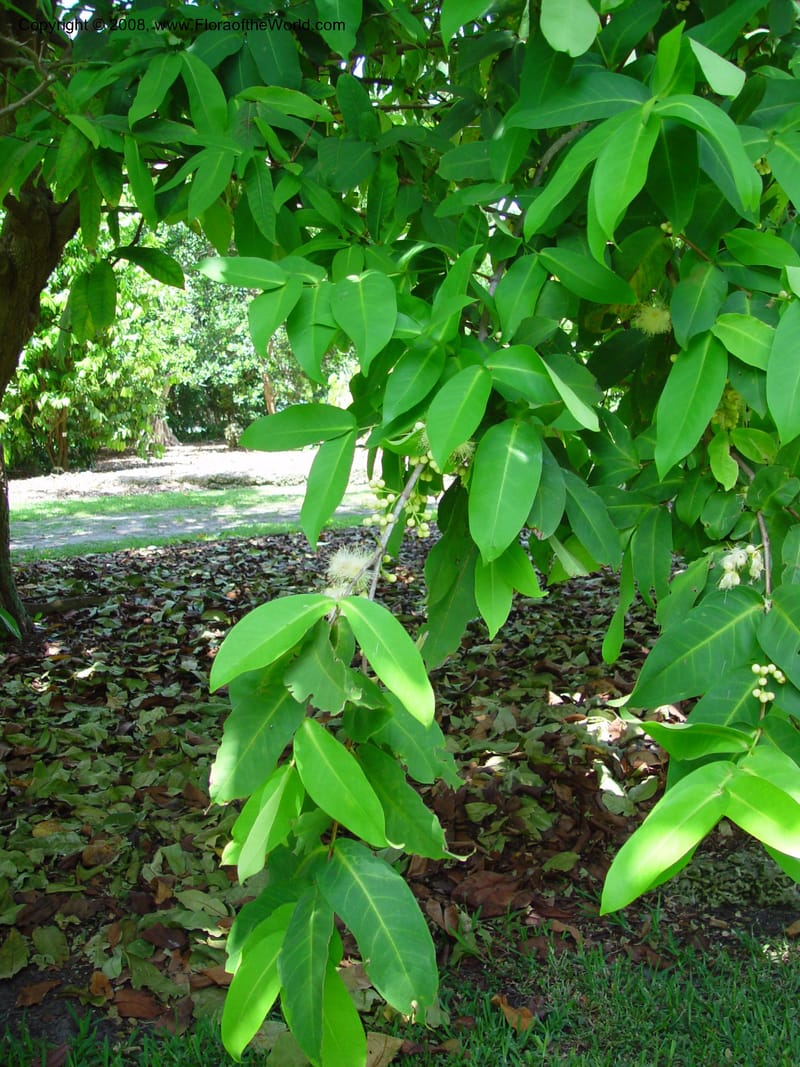 Syzygium samarangense--FL. Fairchild Tropical Gard. 6 Apr 03. 297.jpg