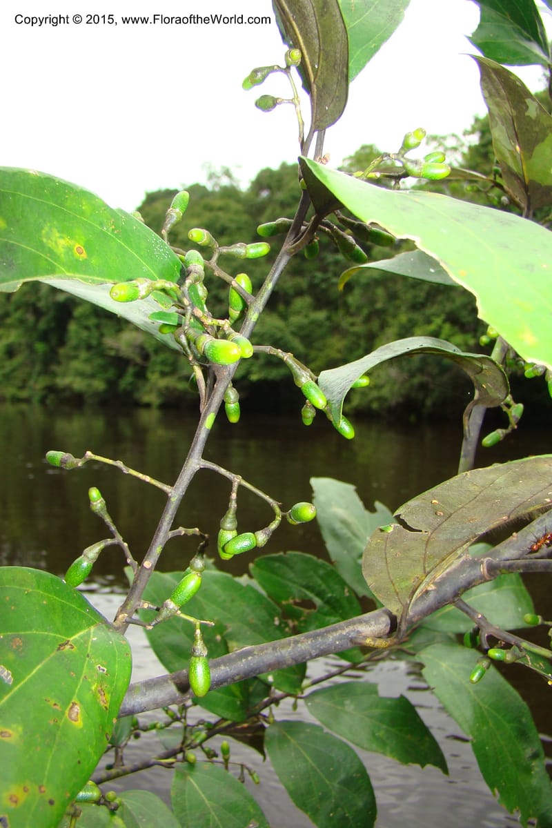 Endlicheria paniculata, Vasquez, Ro 34850--Peru. Loreto. Dist. Nauta. Qbda Nawapa, Rio Tigre. 11 Nov 08. 106 (4).jpg