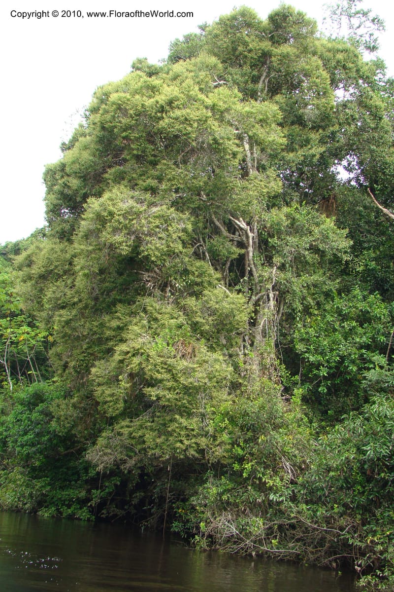 Licania, RVasquez34846--Peru. Loreto. Dist. Nauta. Qbda Nawapa, Rio Tigre. 11 Nov 08. 647.jpg