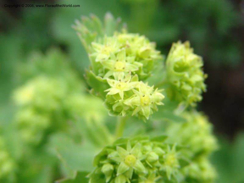 Alchemilla--Georgia. Kazbeki . Trail-road to Sameba Church. 2 Jun 05. 423.jpg