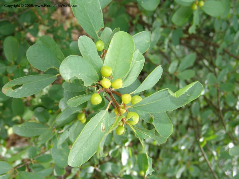 Rhamnus rubra, CDavidson11057--CA. Shasta Co. Lake Shasta. Waters Gulch Trail. 5 Jun 07. 096.jpg