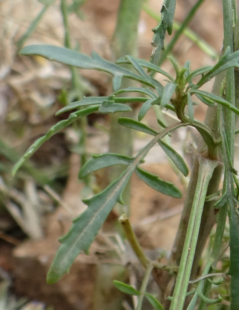 Scrophularia--Kurdistan. 2nd stop after Tawilla. 22 May 2013. DSC04763 (50).JPG