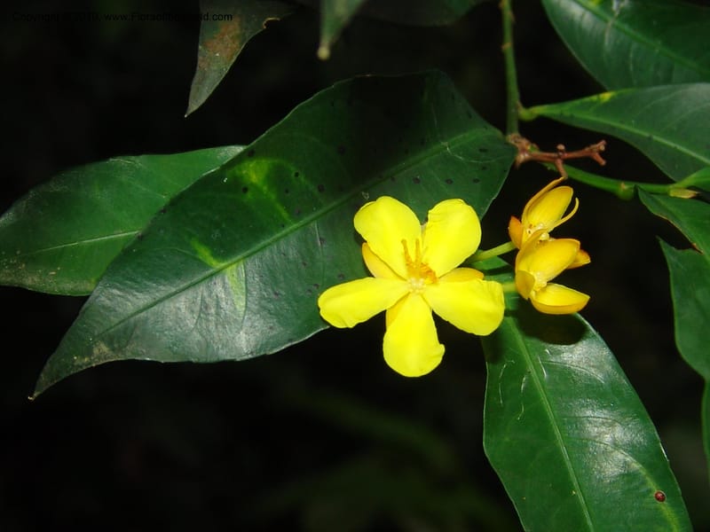 Ochna, GWalters1616--Gabon. Prov. Estuaire. Mondah Forest. 15 Apr 06. 124.jpg