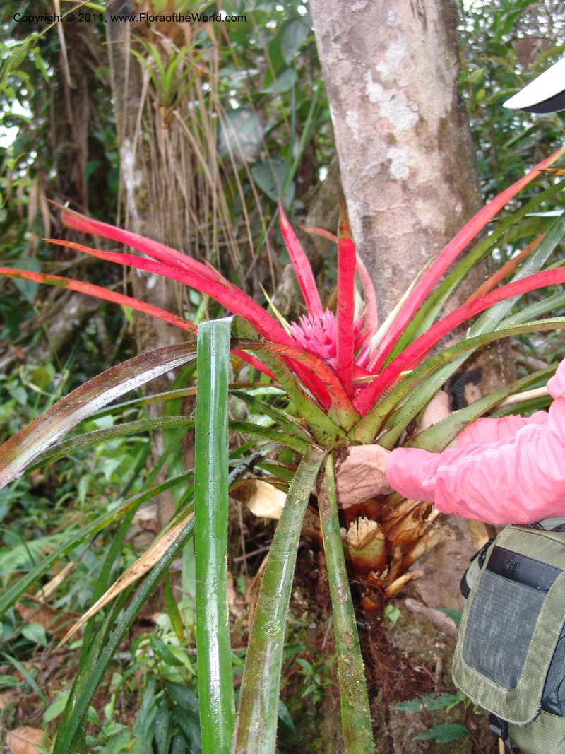 Aechmea, Neill 15921--Ecuador. Prv. Zam. Ch. C del Condor. Wawaime plot. 22 Sep 07. 418 (1).jpg