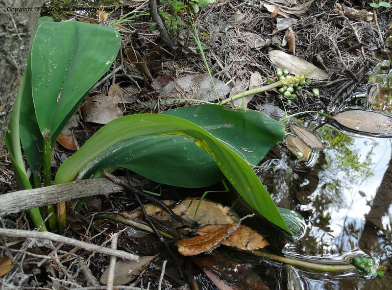 Orontium aquaticum, Davidson, C 13063--South Carolina. Lexington Co. Shellys Pond. 20 May 2015. DSC06625 (85).JPG