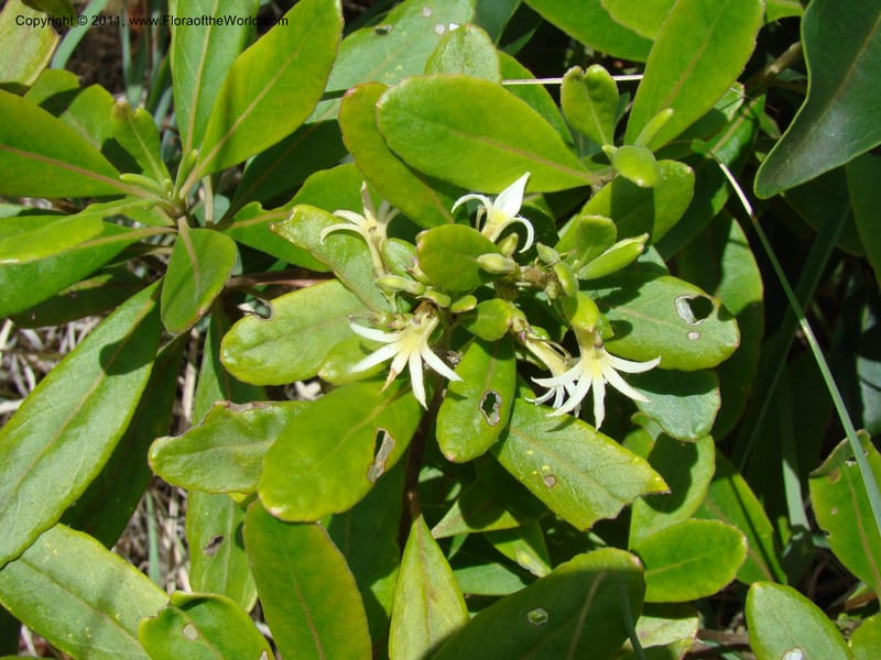 Scaevola montana, Munzinger, J 4676--New Caledonia, Province du Sud, Dumbea barrage,  11 Nov 2007 330 (9).jpg