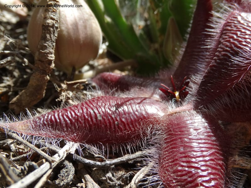 Stapelia hirsuta, Davidson, C 12254--South Africa. Western Cape. Swartberg Pass Rd. 19 Jan 2014. DSC00537 (24).JPG
