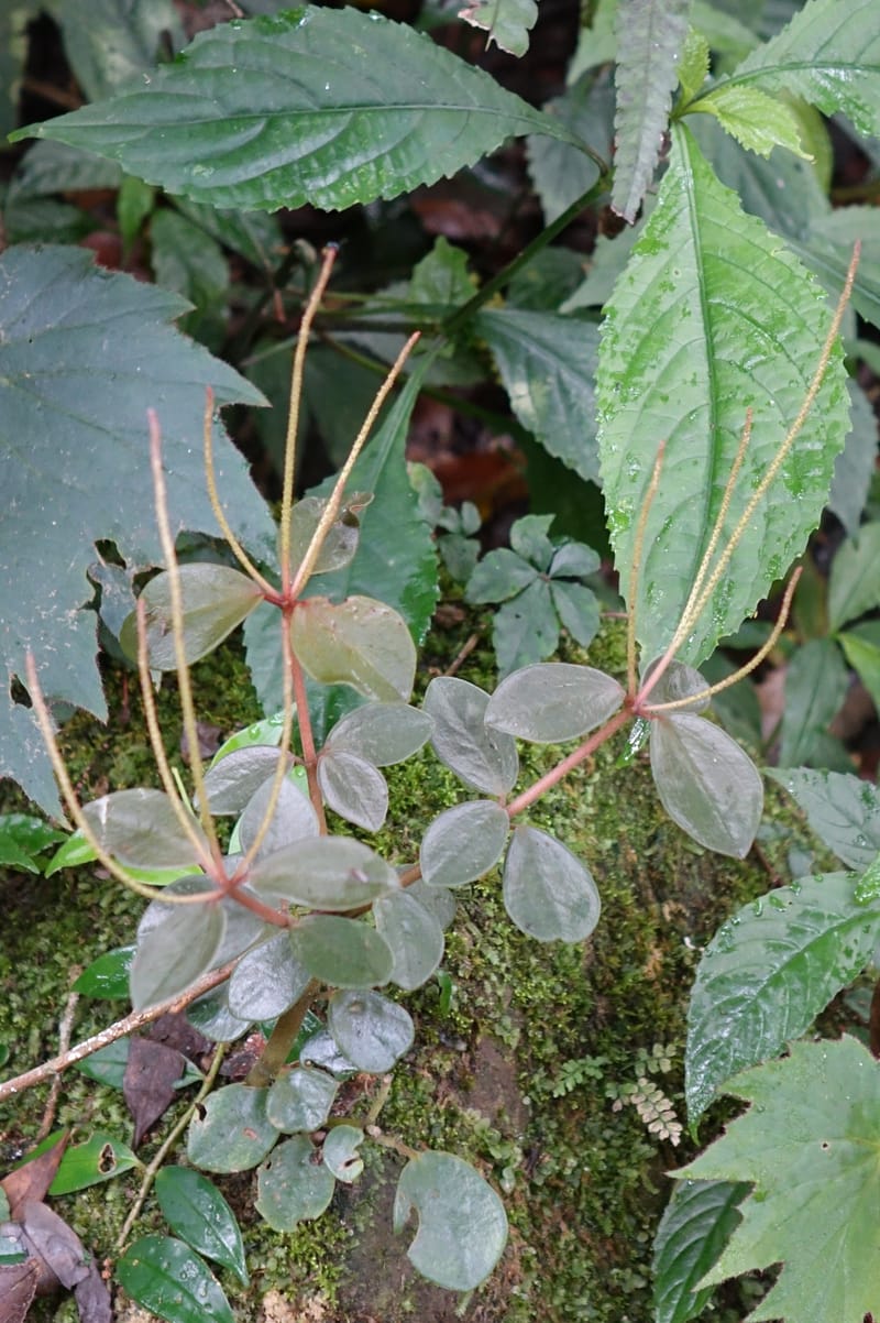 Peperomia sui, Tseng Yu-Hsin 1339--Taiwan. Xitou Nature Education Area. Giant Tree Logging Rd. 22 May 2016. DSC03924 (156).JPG