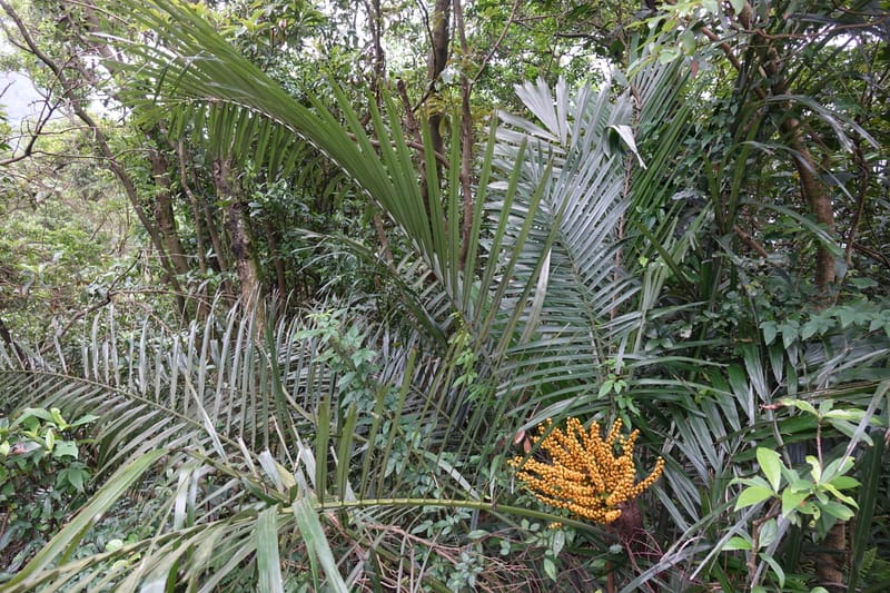 Arenga engleri, not collected--Taiwan. Hodong Village. Jinzibei Historical Trail. 19 May 2016.  (90).JPG
