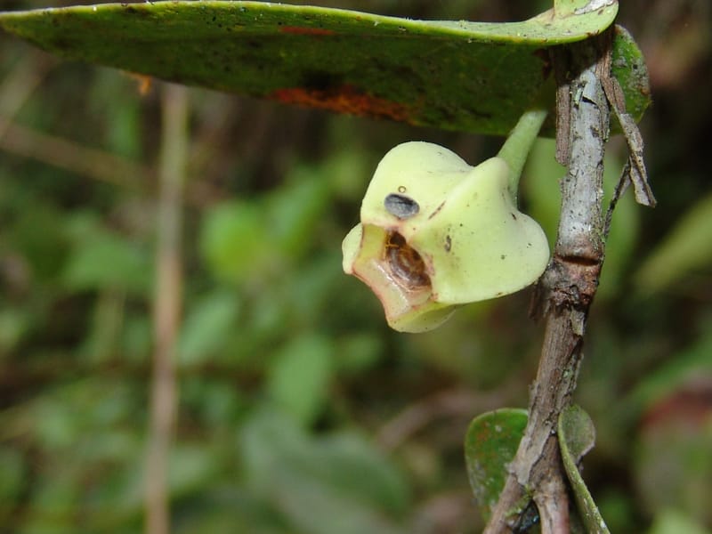 Macleania, Croat, T 94561--Ecuador. Prov. Pichincha. Tandayapa-Nono. 13 Feb 05. 129 (2).jpg