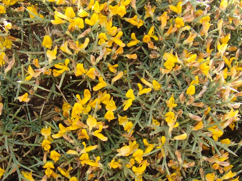Genista acanthoclada--Crete. Ep. Kydonia. Akrotiri. Trail Gouvernetos . 23 May 05. 006.jpg