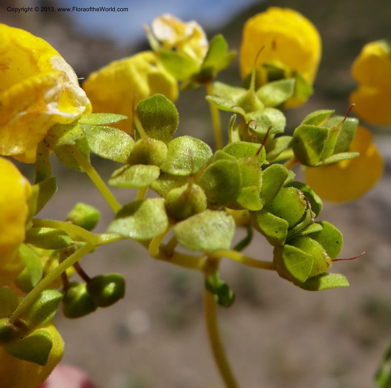 Calceolaria biflora, W. D. Stevens 34183--Chile, La Laguna Maule, 22 Feb 2013 9564 (11).JPG
