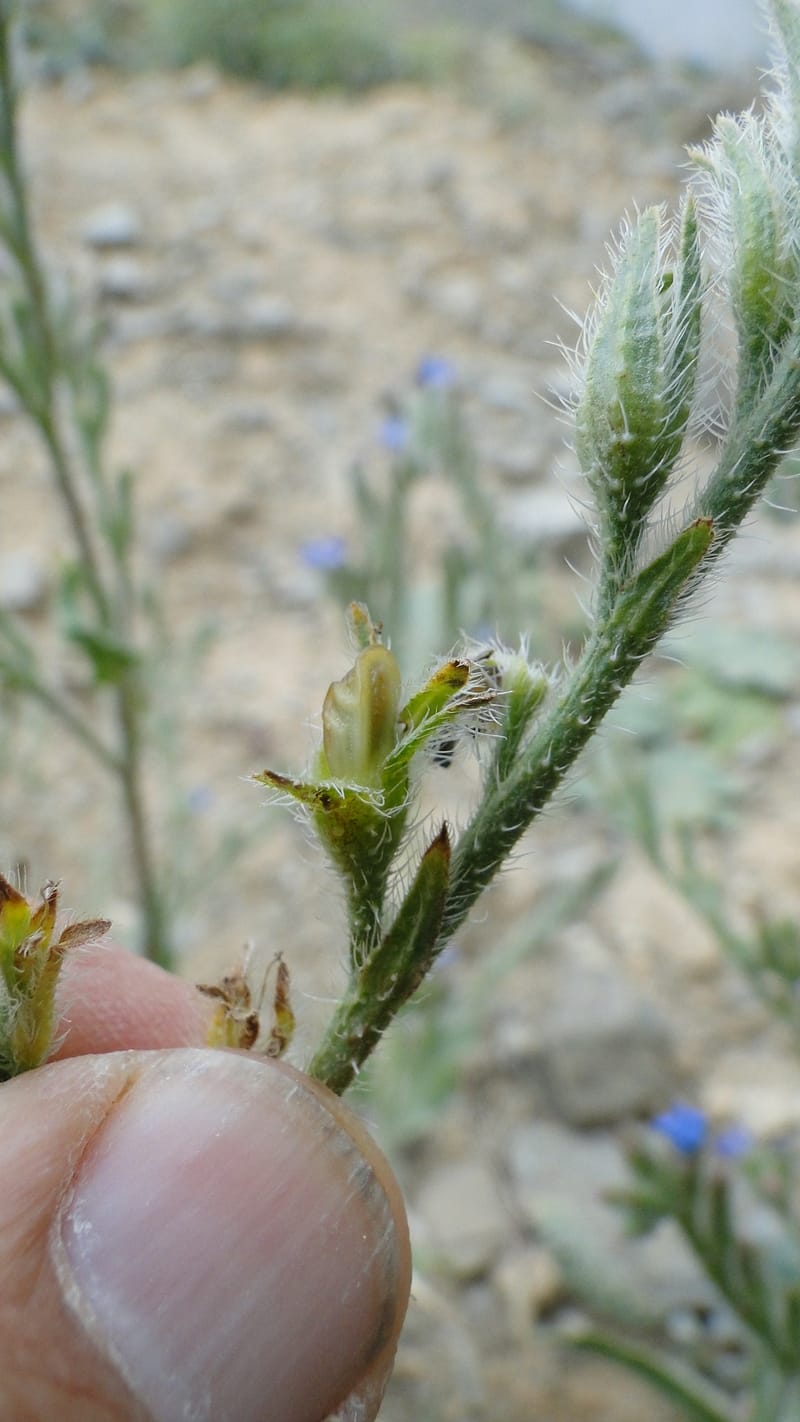 Anchusa italica, 6.1--Iraq. Kurdistan. Shakh-i Sakran. 19 June 2010. 105 (7).jpg