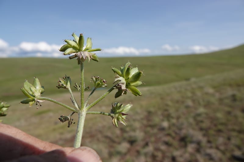 Lomatium macrocarpum, C. Davidson 13790--Oregon. Wallowa Co. Upper Camp Creek Canyon. 5 Jun 2018. DSC05225 (95).JPG