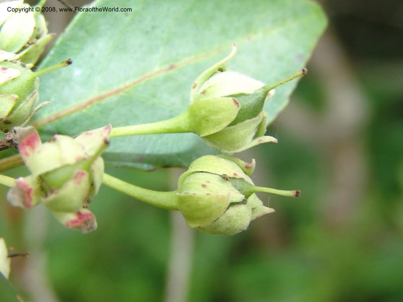 Pseudoscolopia polyantha--So.Africa. E. Cape. Umtamvuna Nat. Res. 11 Mch 05. 105.jpg