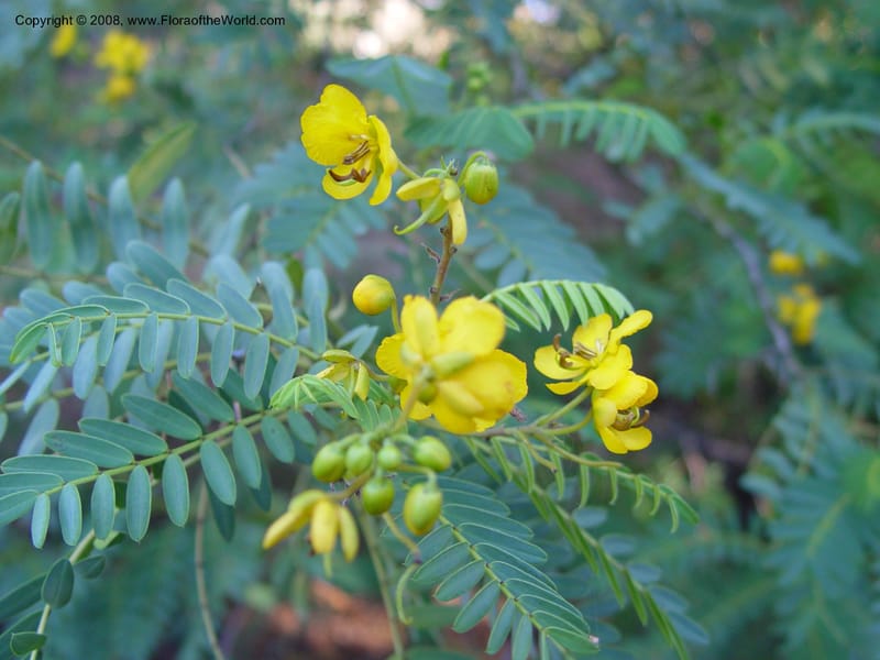Senna biostris v. hookeriana, vel aff., 64.0490--CA. UC Berkeley Bot. Gard. 10 Feb 04. 105.jpg