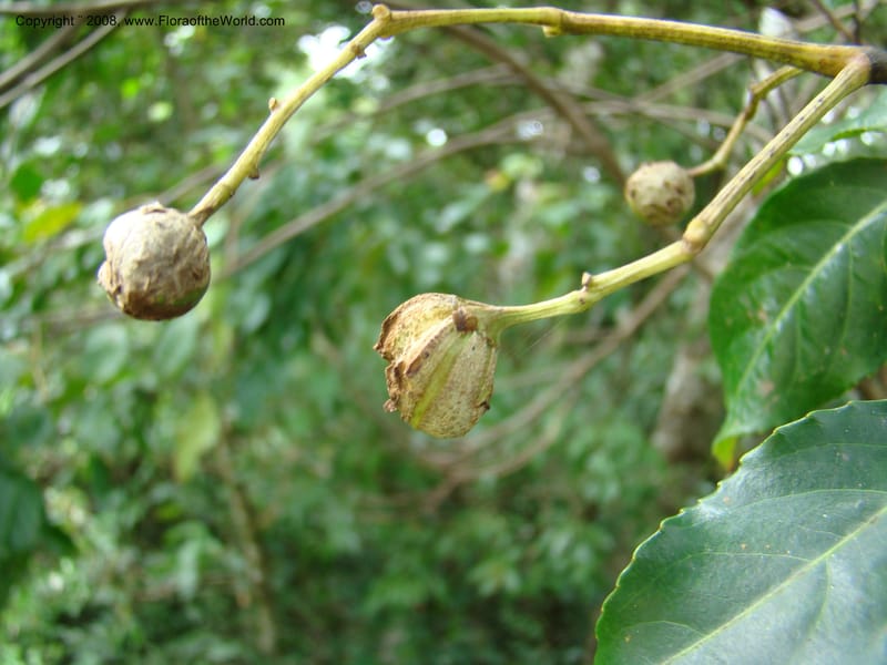 Turpinia occidentalis, NMartinezM2410--MX. Chiapas. Cta. Guapilla-Tapalapa. 13 Sep 08. 186.jpg
