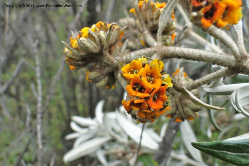 Buddleja incana, Ulloa 2067--Ecuador. Pichincha. Res. Ecol. Ilinizas. 4 June 2011. 321 (12).jpg
